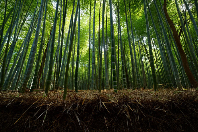 Impact environnemental du bambou : avantages écologiques et empreinte carbone