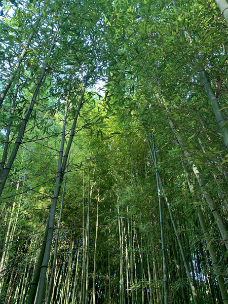 Le voyage du bambou