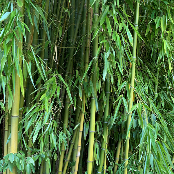 Être comme le bambou
